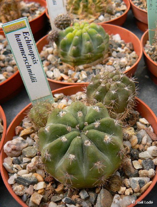 Echinopsis hammerschmidii Mairana-Mataral, Sta Cruz, Bolivia JLcoll.1415